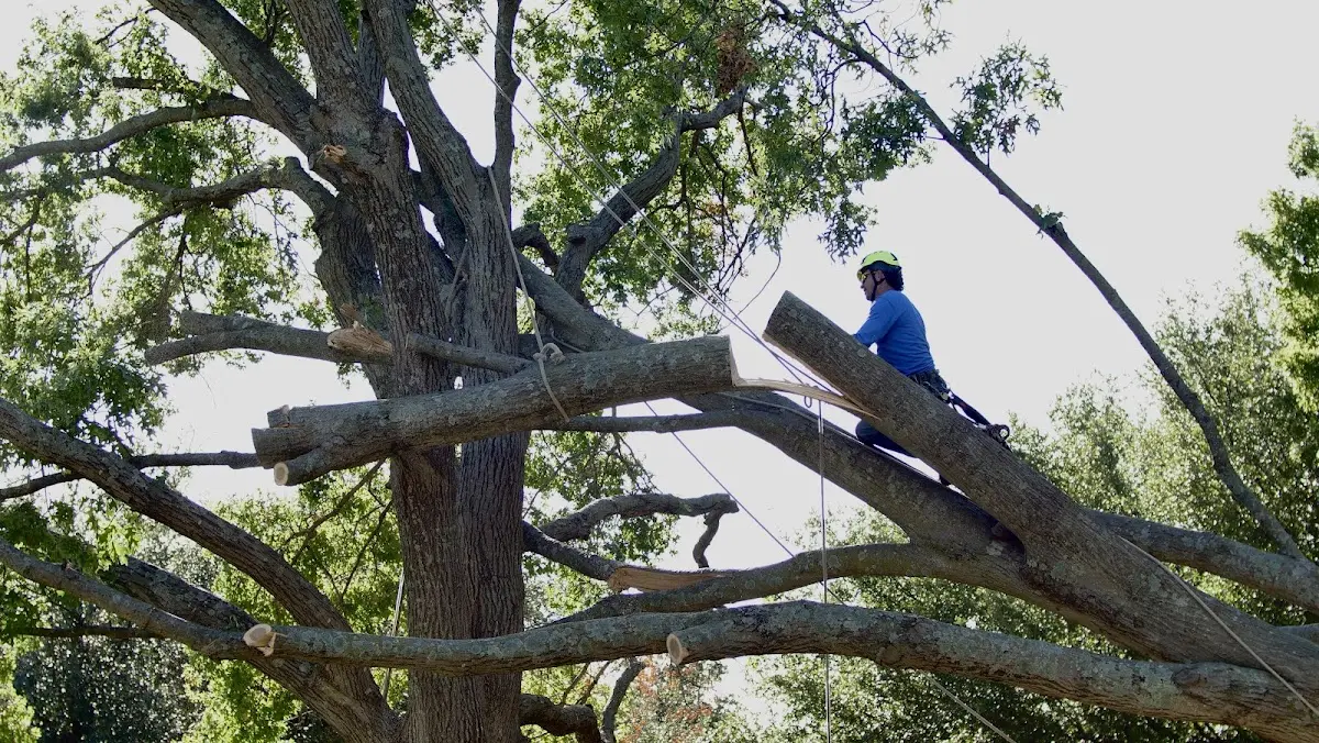 Professional Crown Thinning performed by certified arborists in Depew