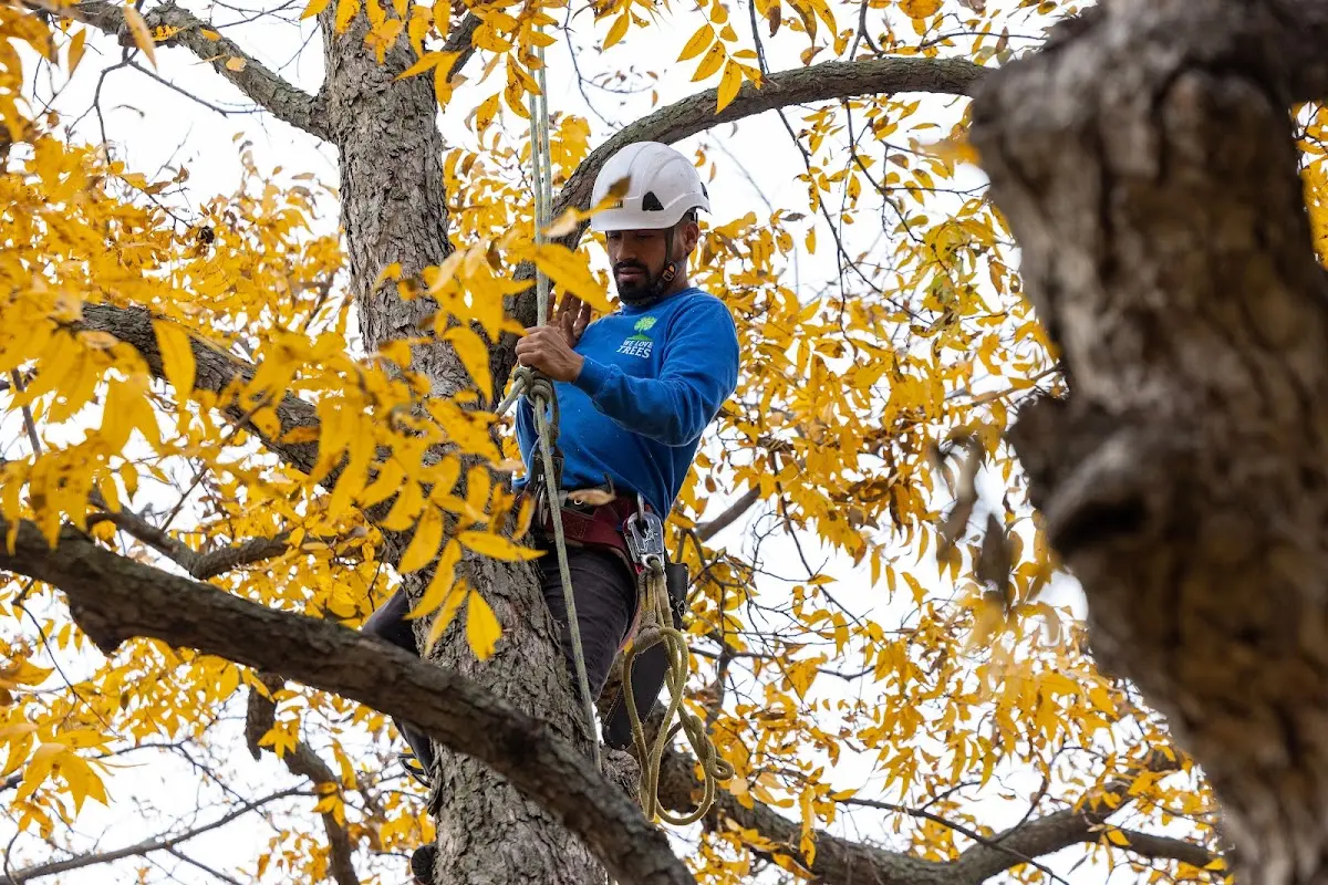 Skilled Tree Transplanting crew working in Depew